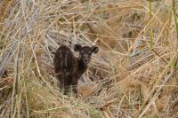 Namibia - Pirschfahrt im Bwabwata Nationalpark -  Moorantilopen-Baby