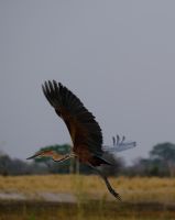 Namibia - Bwabwata Nationalpark - Goliathreiher - Foto von Guide Joe