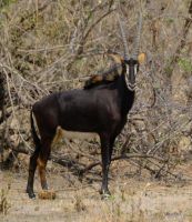 Namibia - Pirschfahrt im Bwabwata Nationalpark - Rappenantilope - Foto von Guide Joe