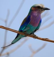 Namibia - Pirschfahrt im Bwabwata Nationalpark - Gabelracke