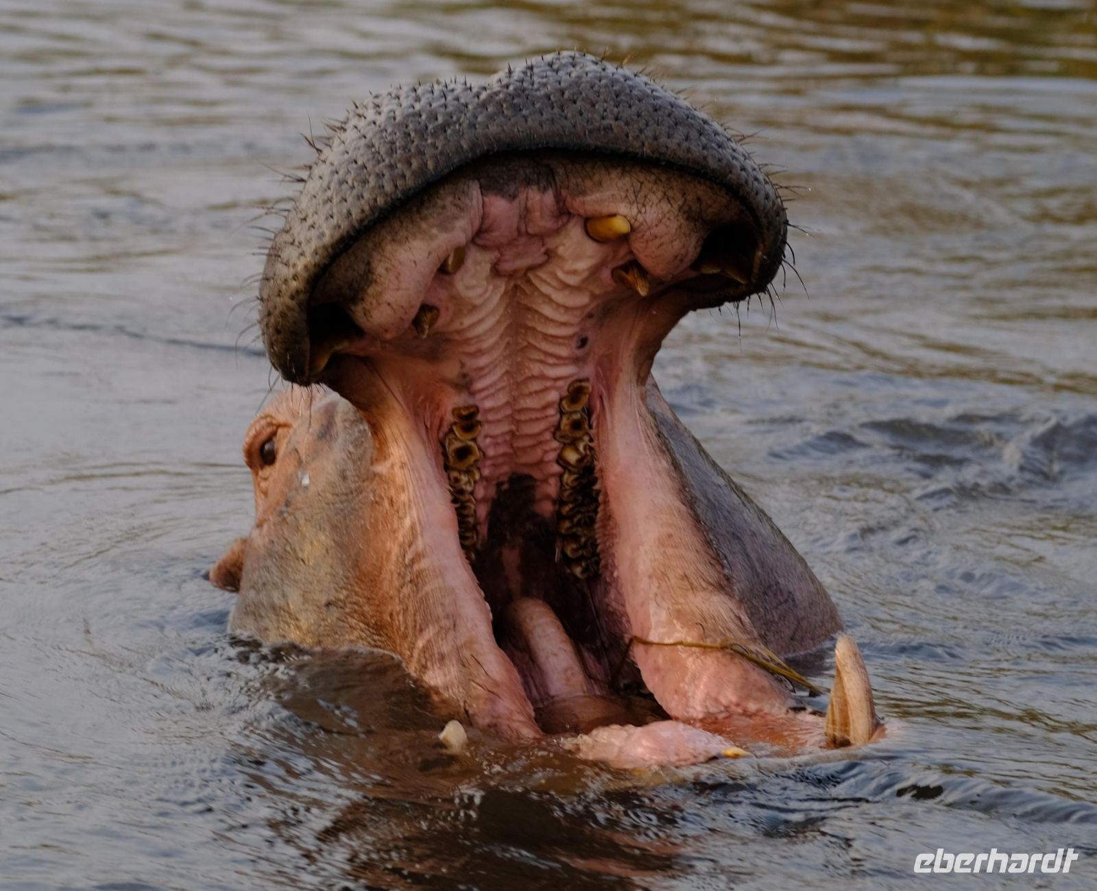 Namibia - Bootsfahrt auf dem Kwando - Foto von Guide Joe