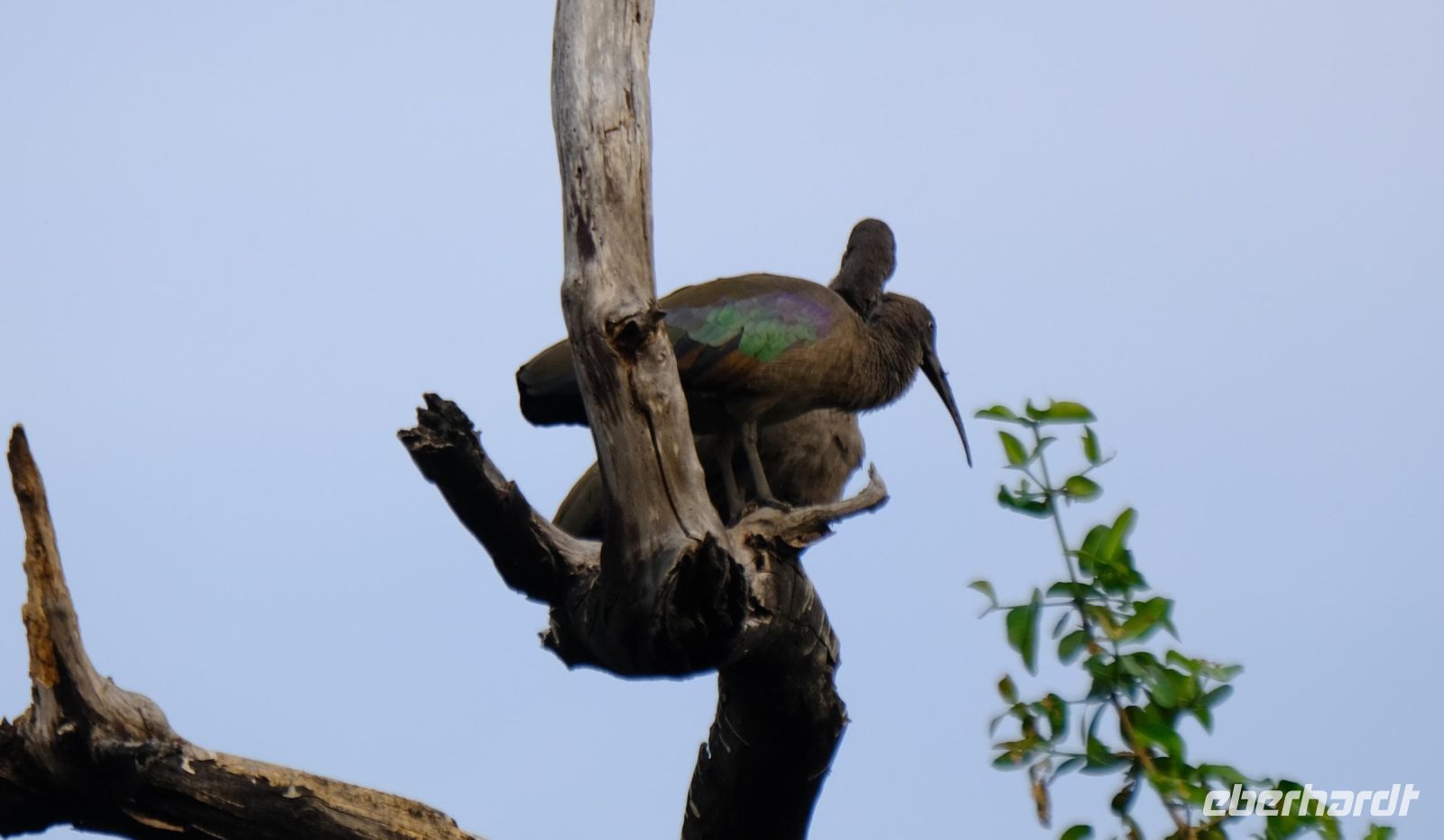 Namibia - Bootsfahrt auf dem Kwando - grüner Ibis
