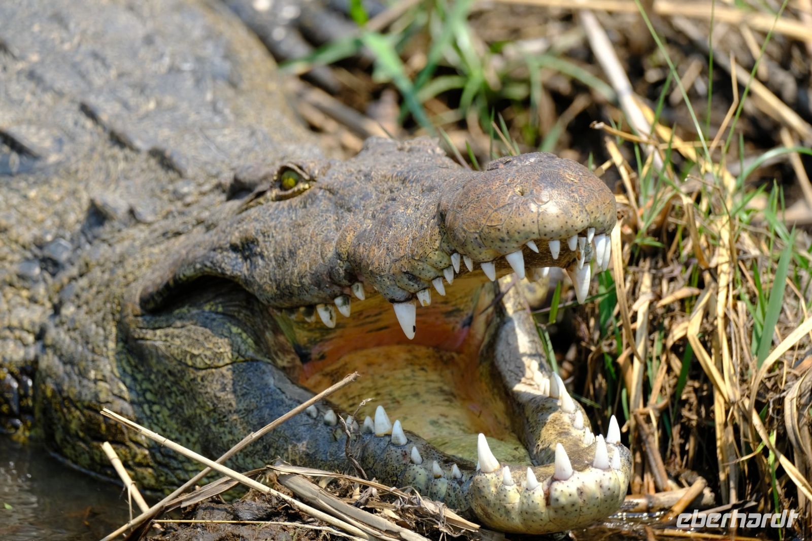 Namibia - Bootsfahrt auf dem Kwando - Foto von Guide Joe