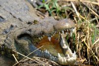 Namibia - Bootsfahrt auf dem Kwando - Foto von Guide Joe