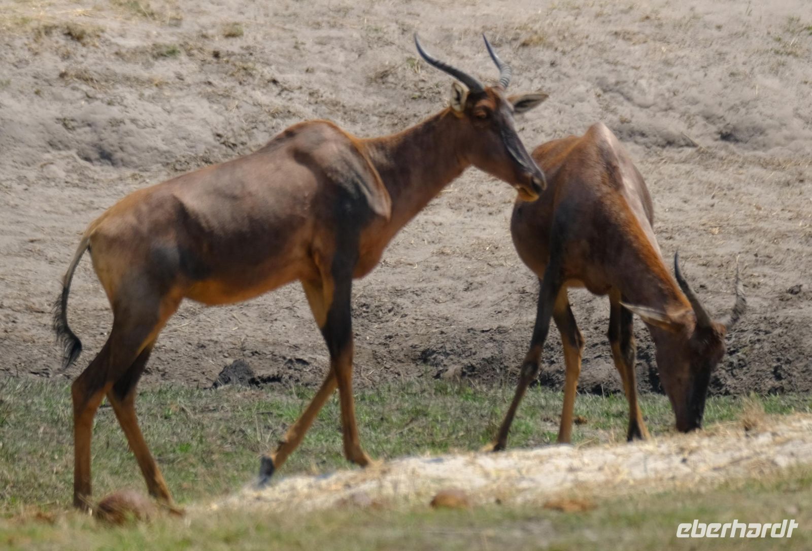 Namibia - Pirschfahrt im Bwabwata Nationalpark - Leierantilopen - Foto von Guide Joe