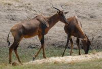 Namibia - Pirschfahrt im Bwabwata Nationalpark - Leierantilopen - Foto von Guide Joe