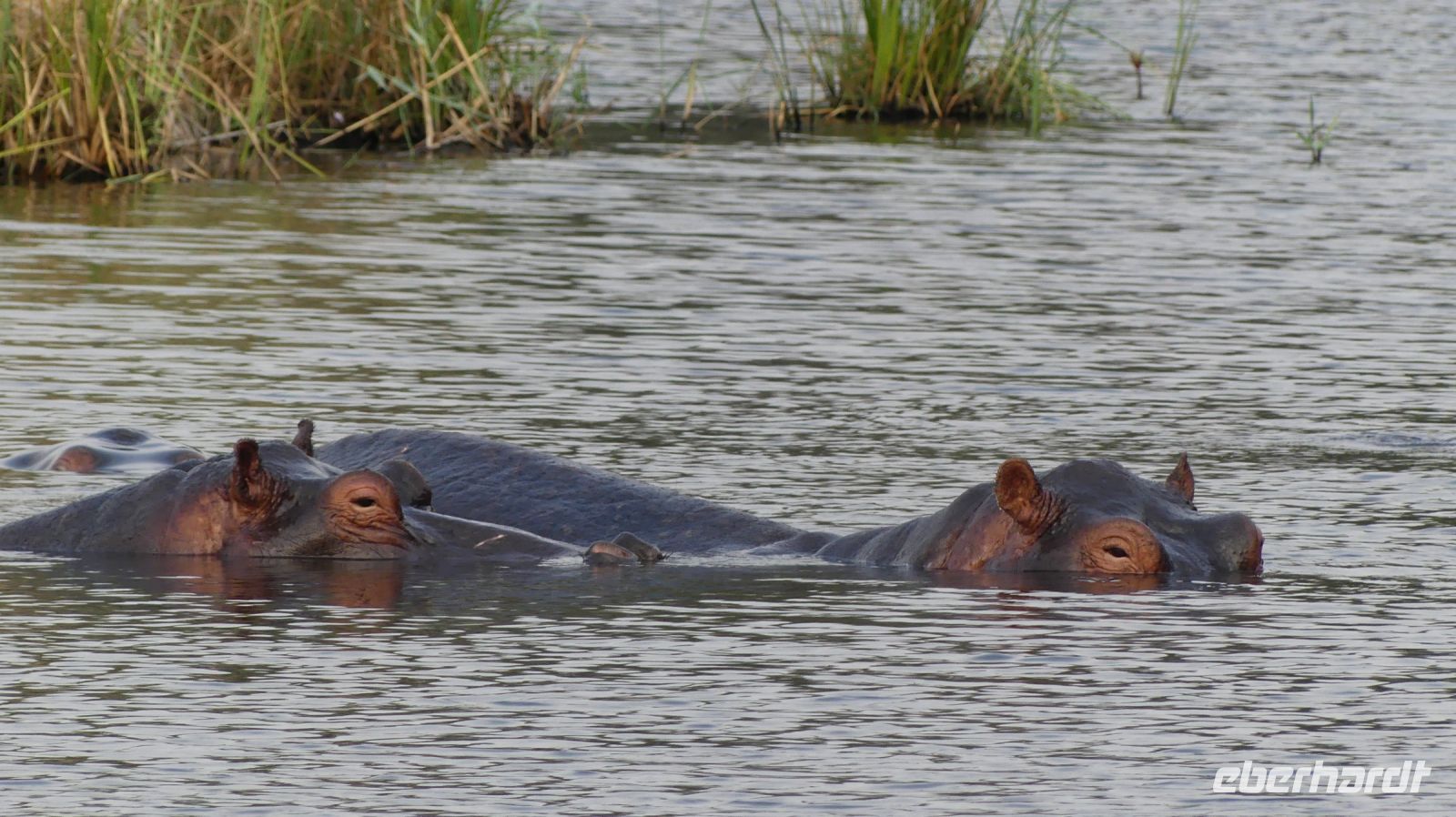 Namibia - Bootsfahrt auf dem Kwando - Hippo Sperre