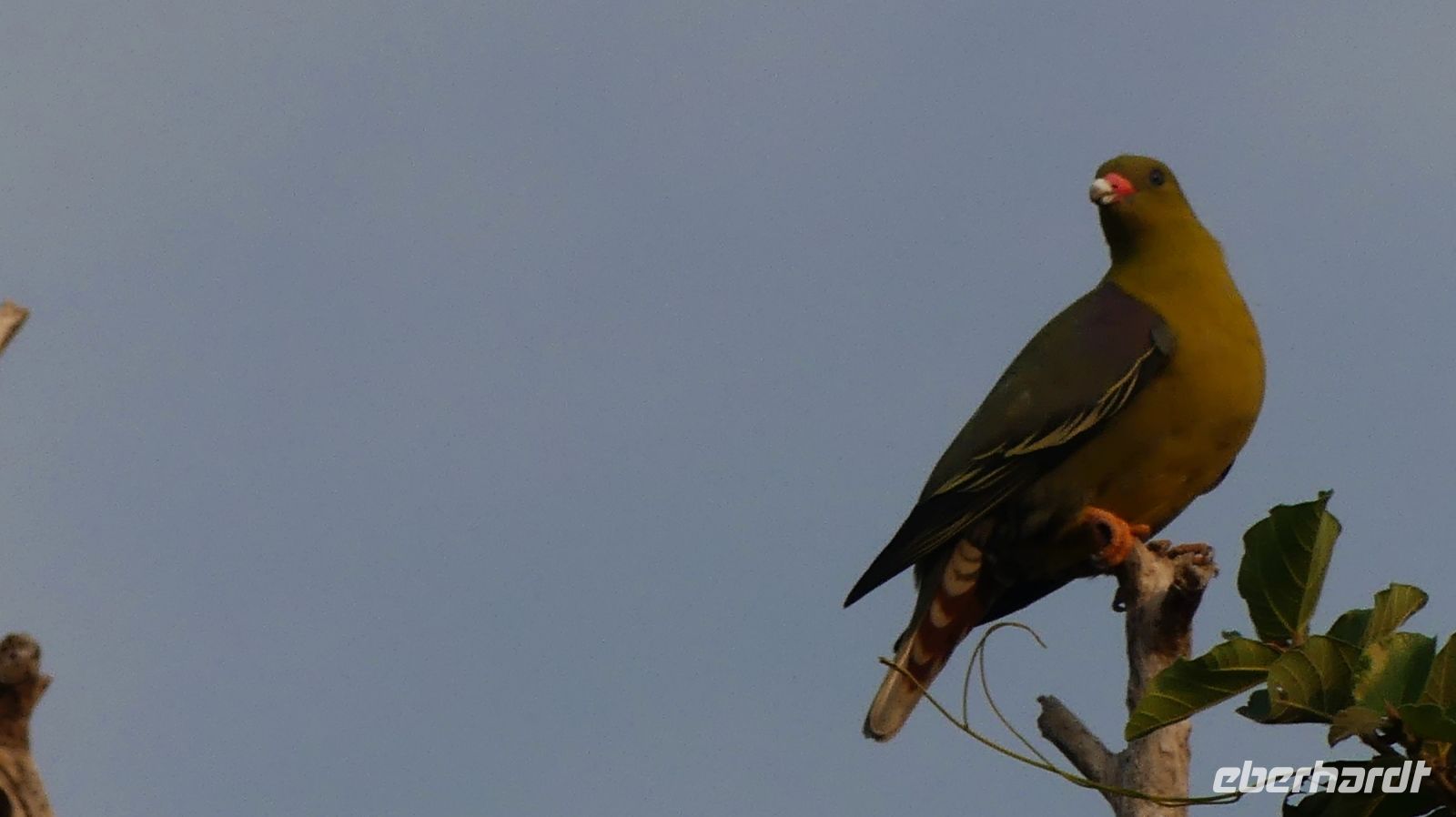 Namibia - Bootsfahrt auf dem Kwando - Grüntaube