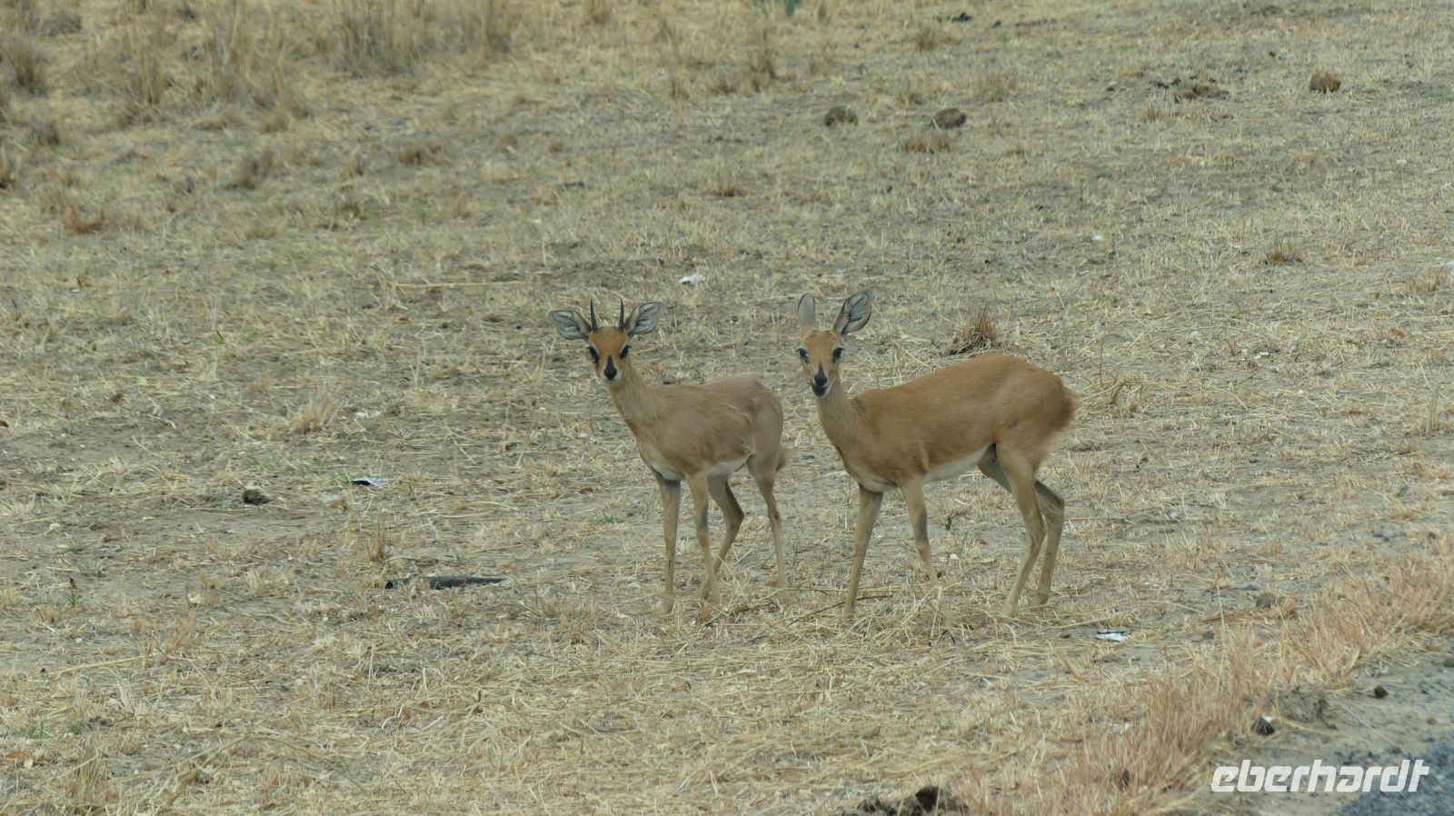 Botswana - Steinböckchen