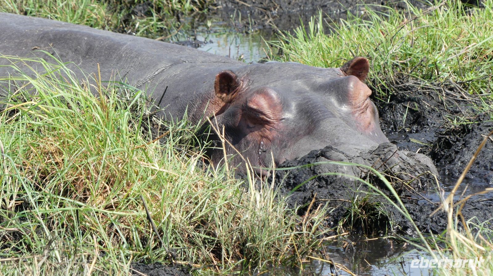 Botswana - Bootsfahrt auf dem Chobe