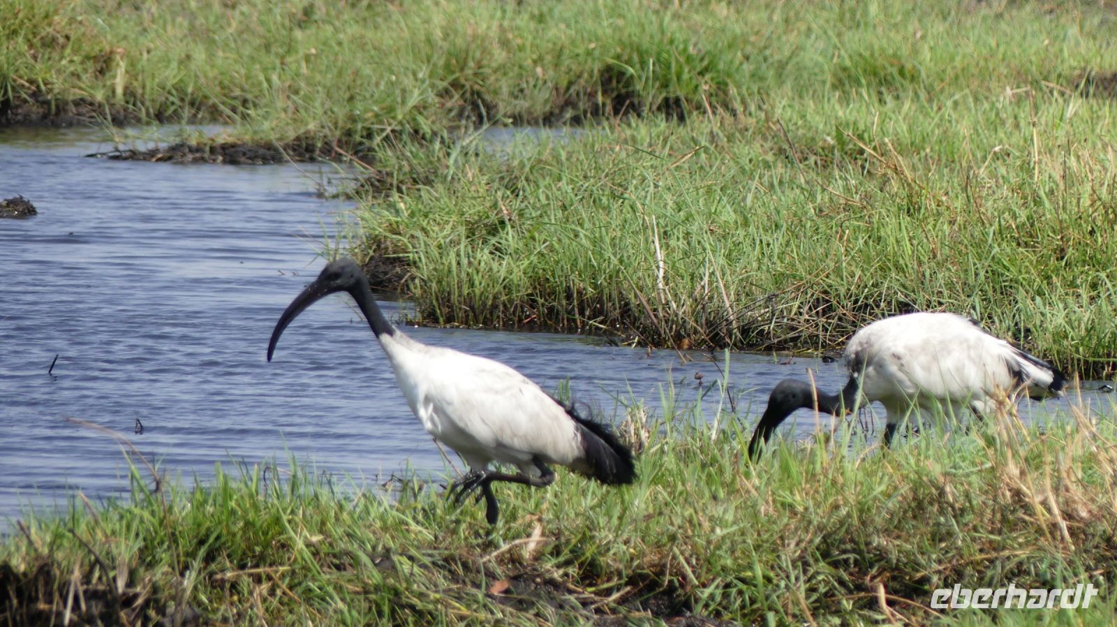 Botswana - Bootsfahrt auf dem Chobe - Heiliger Ibis