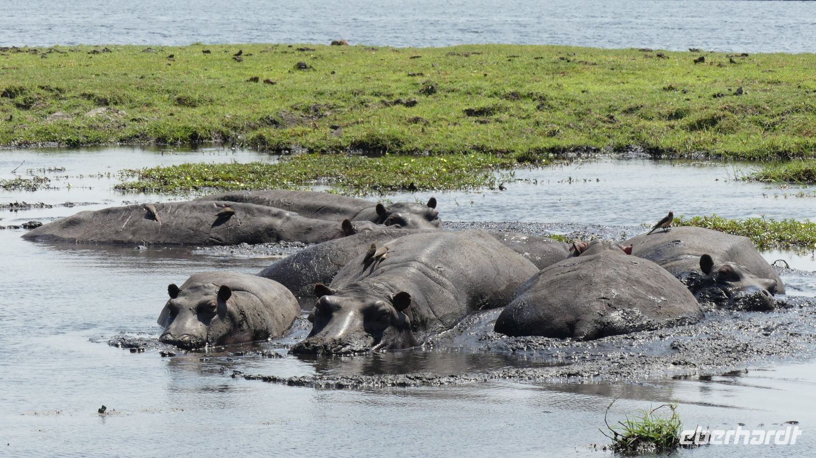 Botswana - Bootsfahrt auf dem Chobe