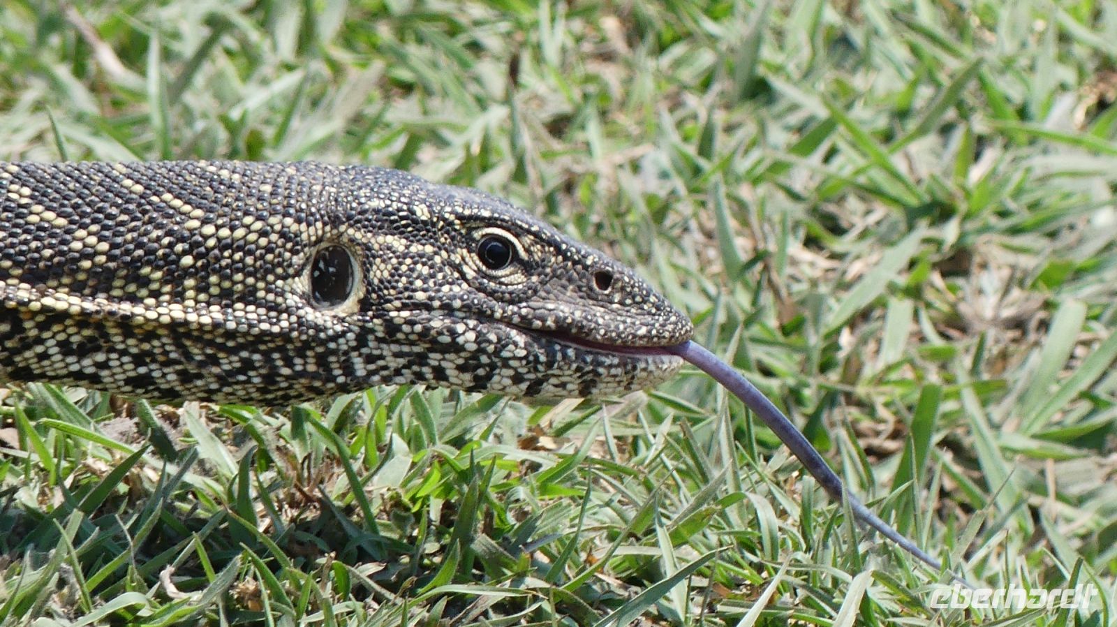 Botswana - Bootsfahrt auf dem Chobe - Wasserwaran