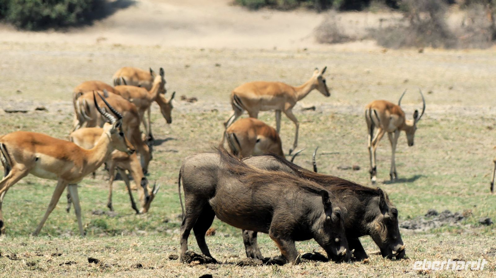 Botswana - Bootsfahrt auf dem Chobe