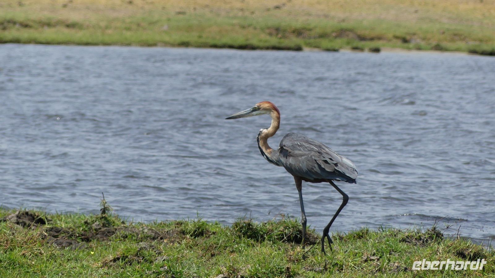 Botswana - Bootsfahrt auf dem Chobe - Goliathreiher