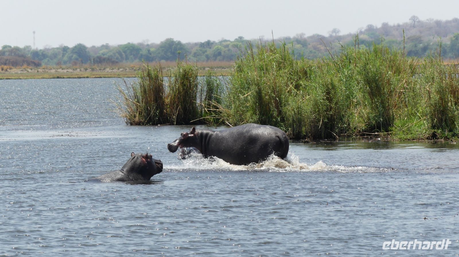 Botswana - Bootsfahrt auf dem Chobe