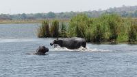 Botswana - Bootsfahrt auf dem Chobe
