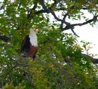 Botswana - Bootsfahrt auf dem Chobe - Schreiseeadler - Foto von Guide Joe