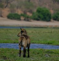 Botswana - Bootsfahrt auf dem Chobe - Wasserbock - Foto von Guide Joe