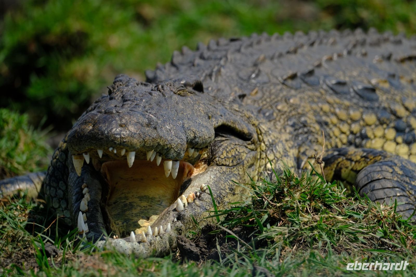 Botswana - Bootsfahrt auf dem Chobe - Gonzilla - Foto von Guide Joe