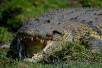 Botswana - Bootsfahrt auf dem Chobe - Gonzilla - Foto von Guide Joe