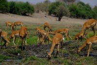 Botswana - Bootsfahrt auf dem Chobe - Foto von Guide Joe