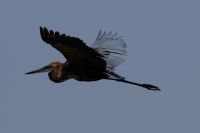 Botswana - Bootsfahrt auf dem Chobe - Goliathreiher - Foto von Guide Joe