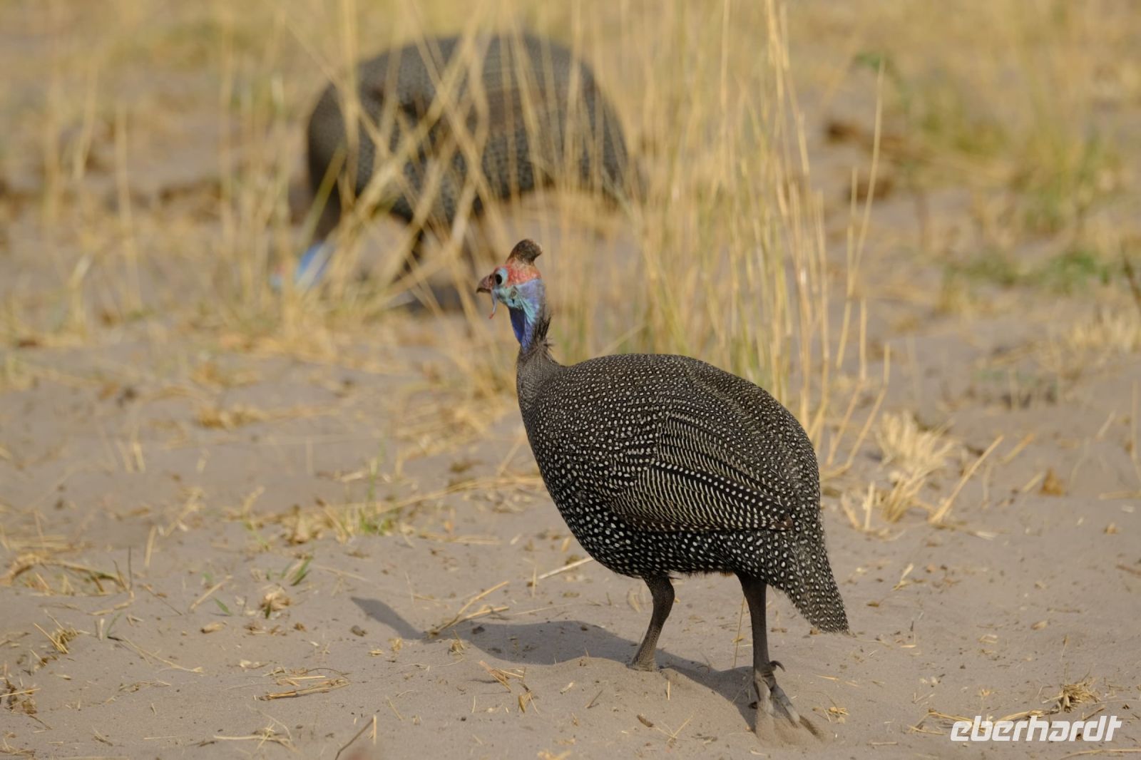 Botswana - Pirschfahrt im Chobe - Chobe Chicken (Perlhuhn)