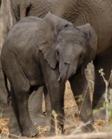 Botswana - Pirschfahrt im Chobe - Foto von Guide Joe
