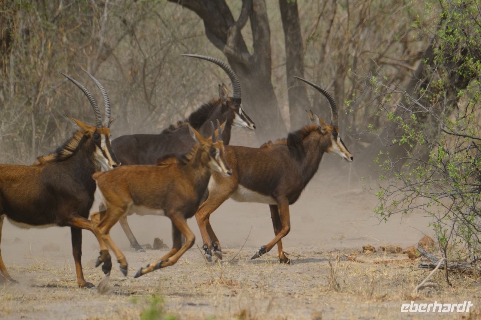 Botswana - Pirschfahrt im Chobe - Rappenantilopen