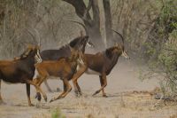 Botswana - Pirschfahrt im Chobe - Rappenantilopen