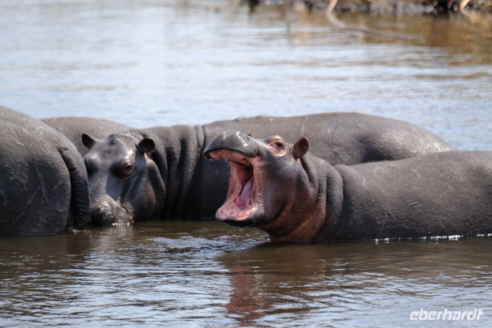 Botswana - Pirschfahrt im Chobe 