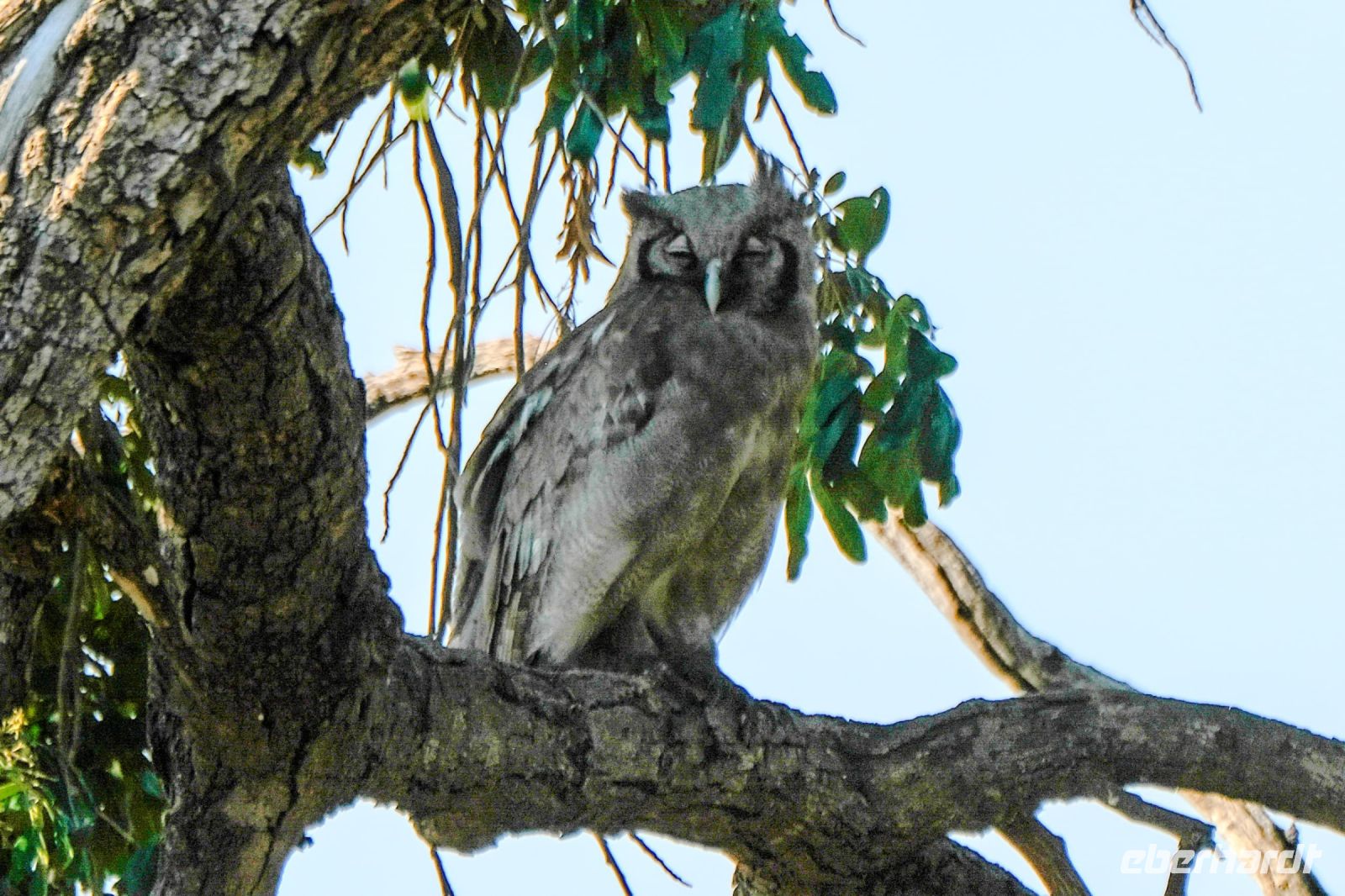 Botswana - Pirschfahrt im Chobe - Fleckenuhu