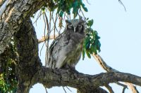 Botswana - Pirschfahrt im Chobe - Fleckenuhu