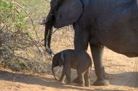 Botswana - Pirschfahrt im Chobe