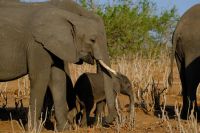 Botswana - Pirschfahrt im Chobe - Foto von Guide Joe