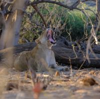 Botswana - Pirschfahrt im Chobe - Löwin - Foto von Guide Joe