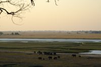 Botswana - Pirschfahrt im Chobe - Abendstimmung