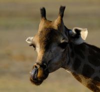 Botswana - Pirschfahrt im Chobe - lecker - Foto von Guide Joe