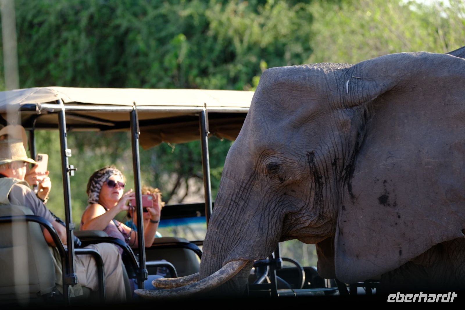 Botswana - Pirschfahrt im Chobe - mittendrin