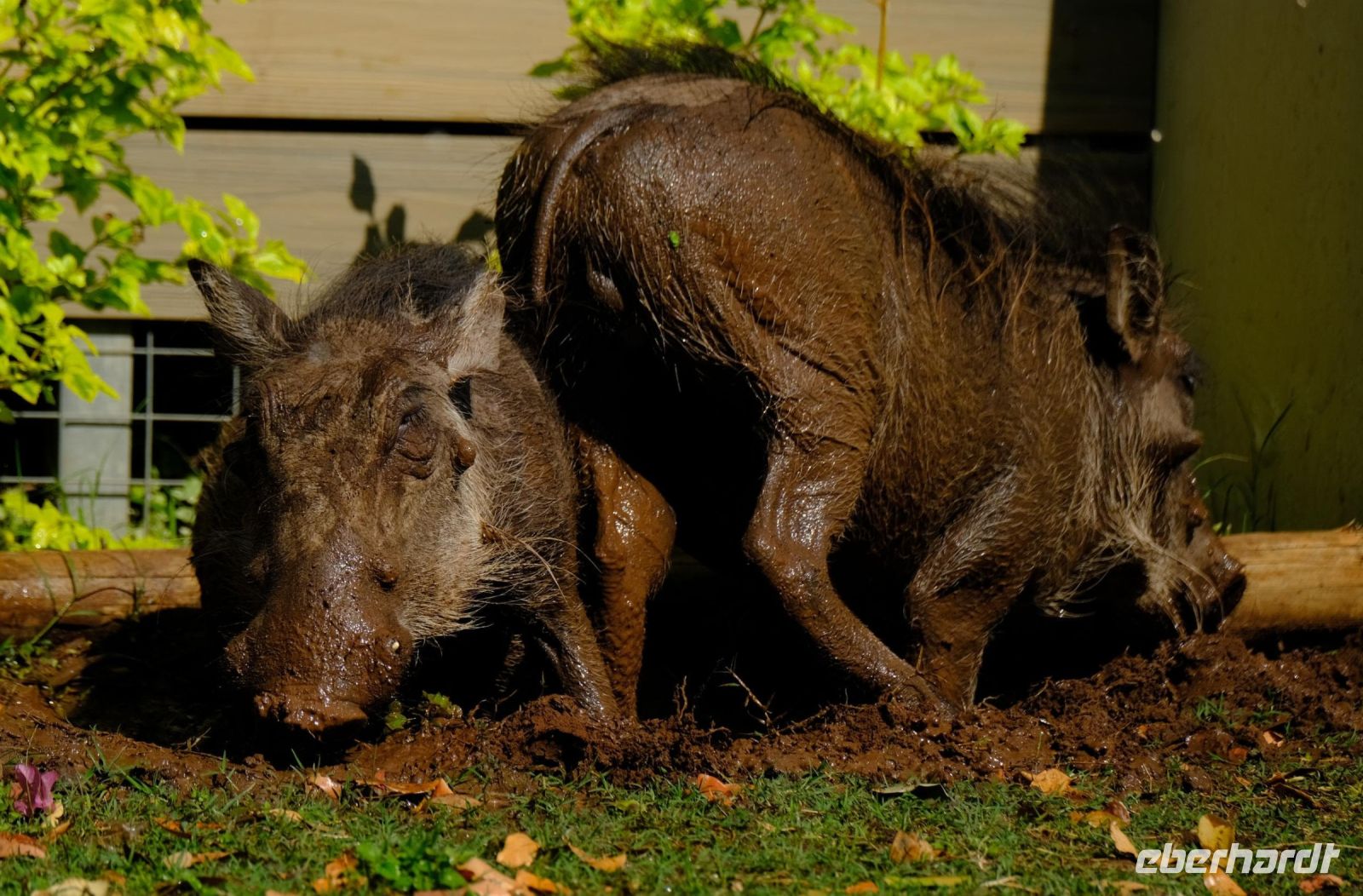 Botswana - Chiobe Safari Lodge - Haustiere