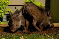 Botswana - Chiobe Safari Lodge - Haustiere