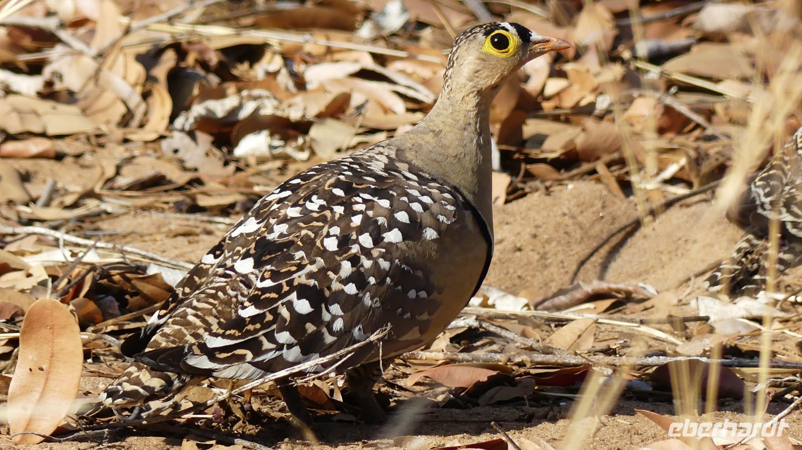 Botswana - Pirschfahrt im Chobe - Sandhuhn