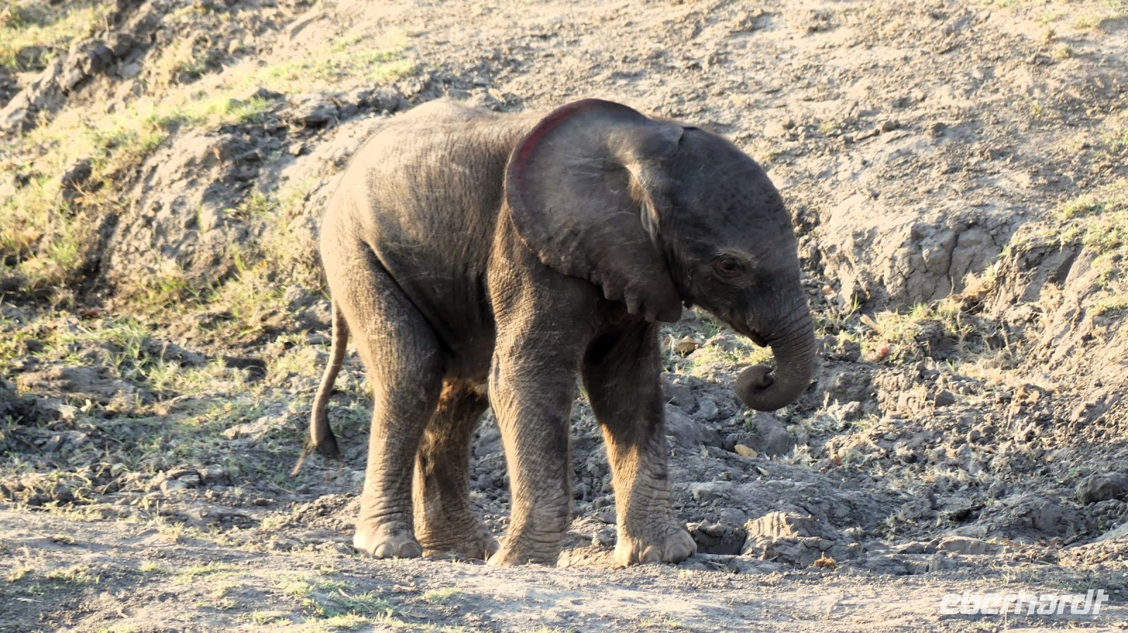 Botswana - Pirschfahrt im Chobe - Babyfant