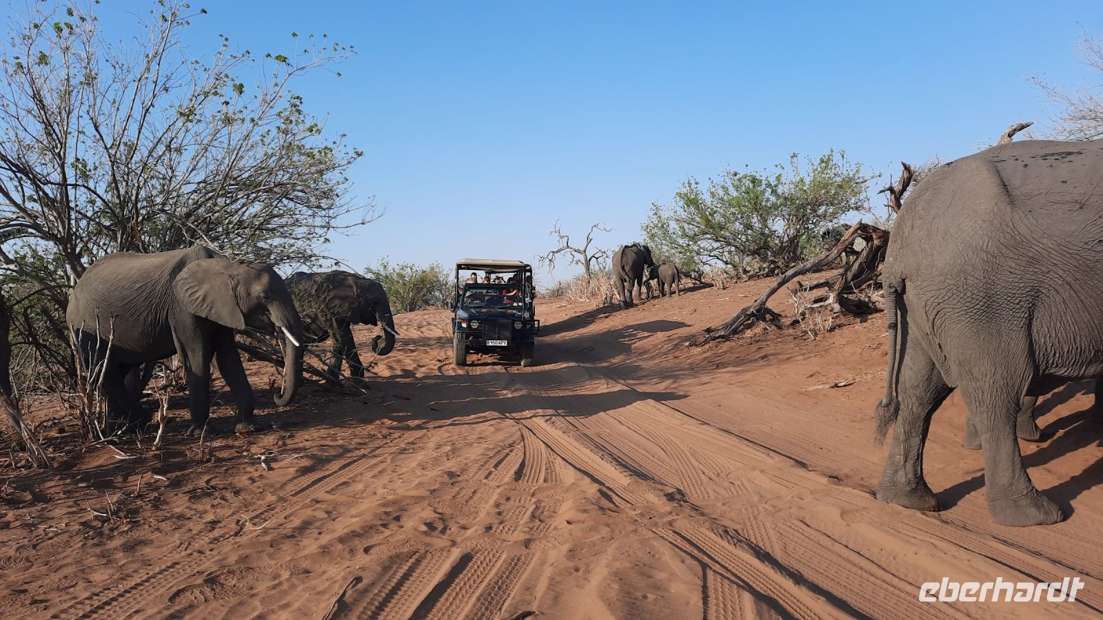 Botswana - Pirschfahrt im Chobe