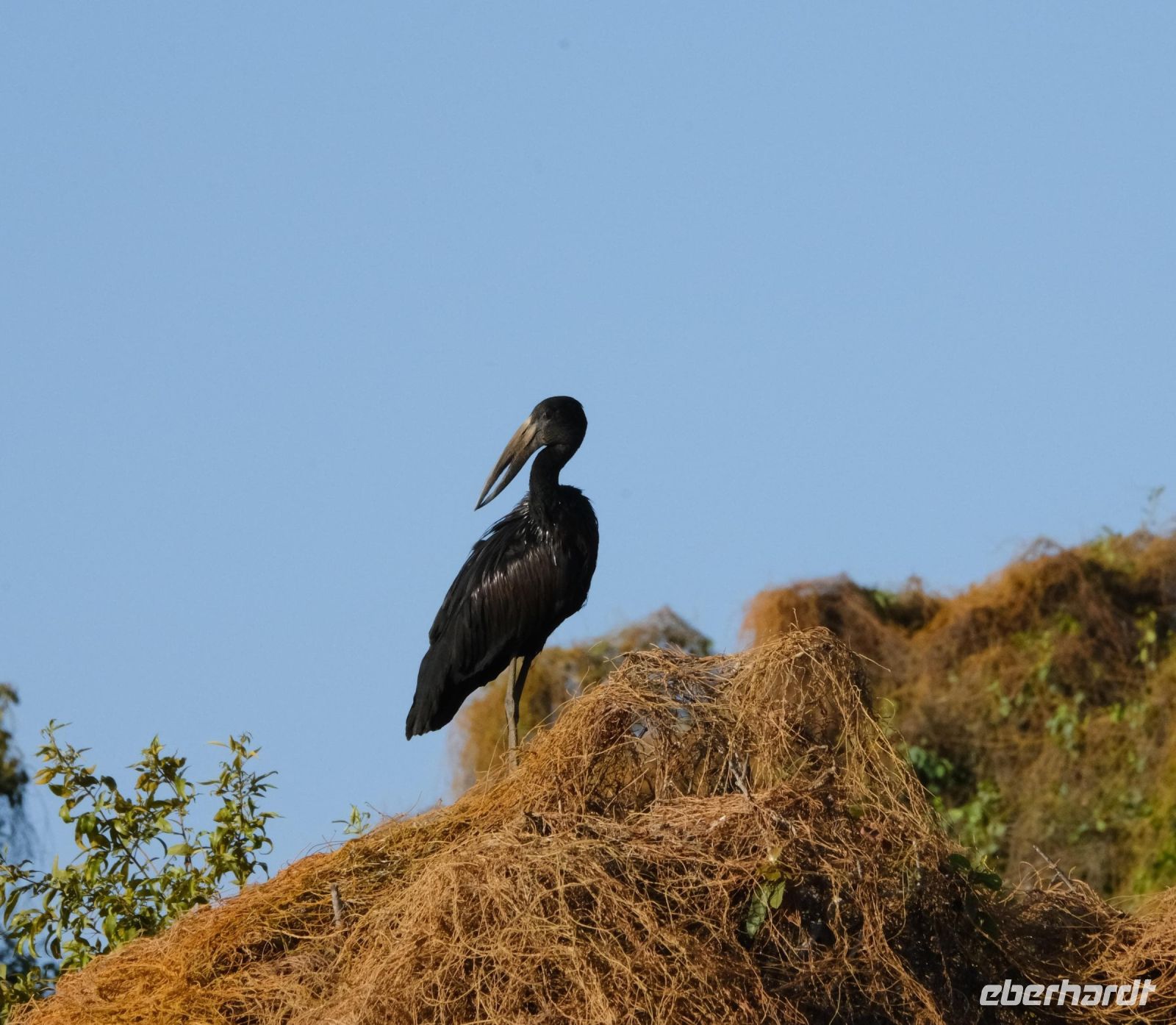 Namibia - Bootsfahrt auf dem Kwando - - Klaffschnabel - Foto von Guide Joe