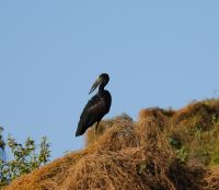 Namibia - Bootsfahrt auf dem Kwando - - Klaffschnabel - Foto von Guide Joe
