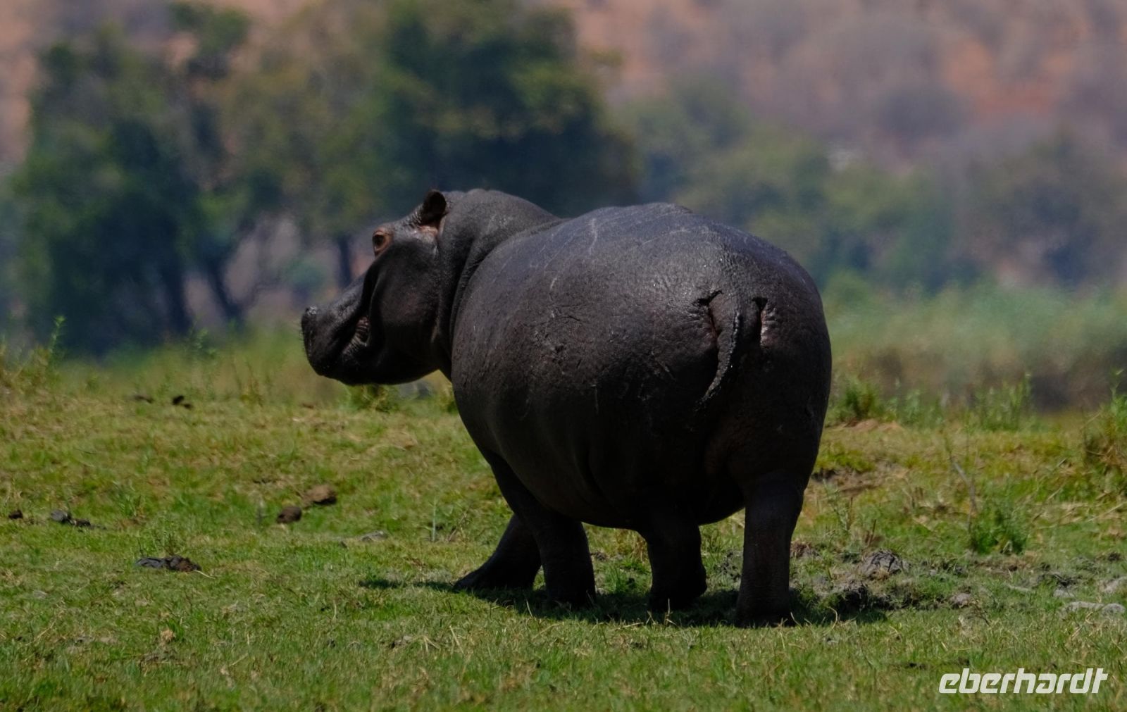 Botswana - Bootsfahrt auf dem Chobe - Foto von Guide Joe
