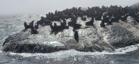 27 Pelzrobbenkolonie mit Seeelefant