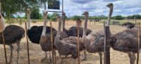113 Besuch der Highgate Straußenfarm